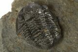 Two Detailed Gerastos Trilobite Fossils - Morocco #331982-2